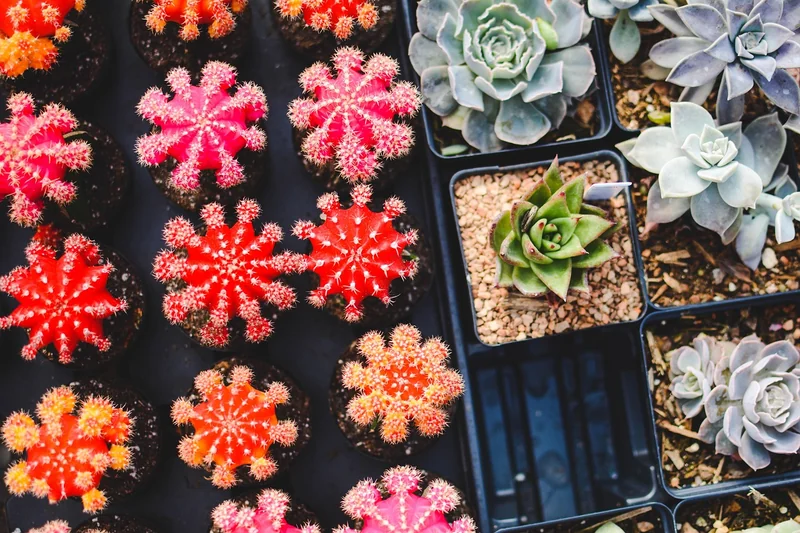 Les plantes énergisantes qui marchent vraiment