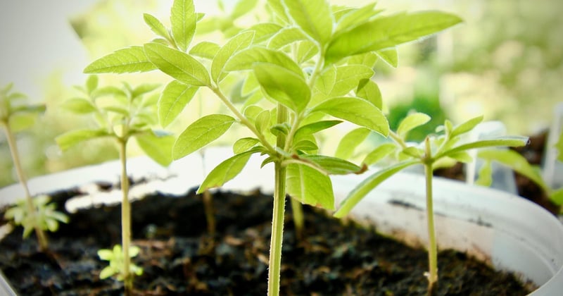 Améliorez votre digestion naturellement avec ces plantes efficaces
